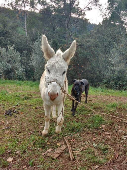 Cottage Eco-Friendly Barcelona Country Side ラ・ガリガ エクステリア 写真