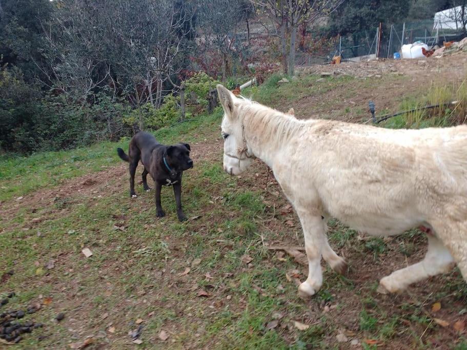 Cottage Eco-Friendly Barcelona Country Side ラ・ガリガ エクステリア 写真